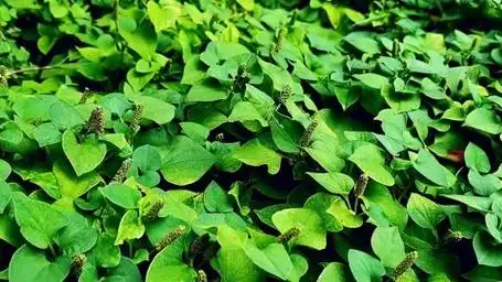 鱼腥草种植一亩产量和效益是多少