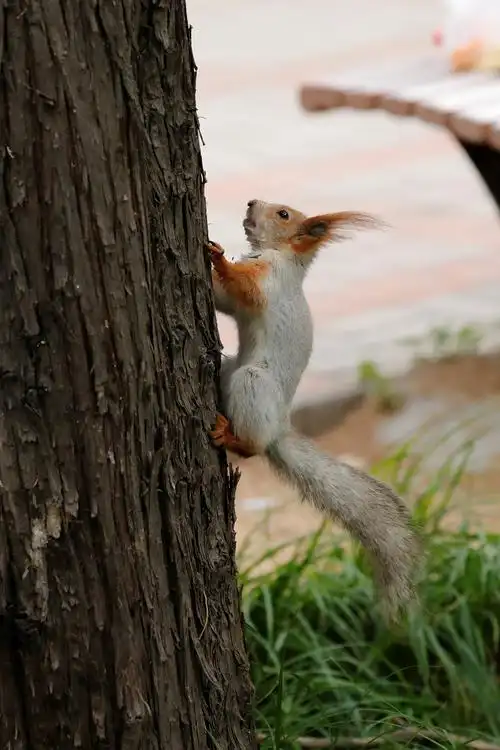 动物园里的不速之客-雪地松鼠