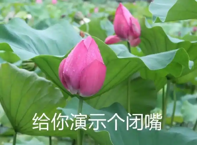 给你演示个闭嘴