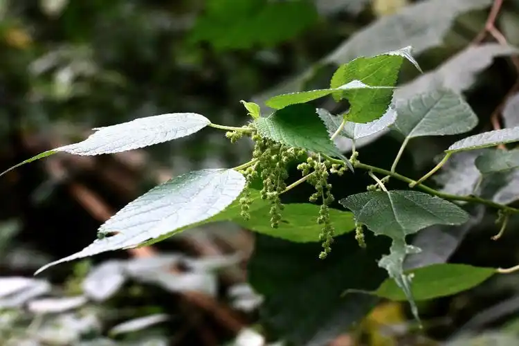 苎麻荨麻科苎麻属