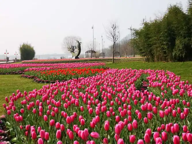 中洲公园郁金香花展