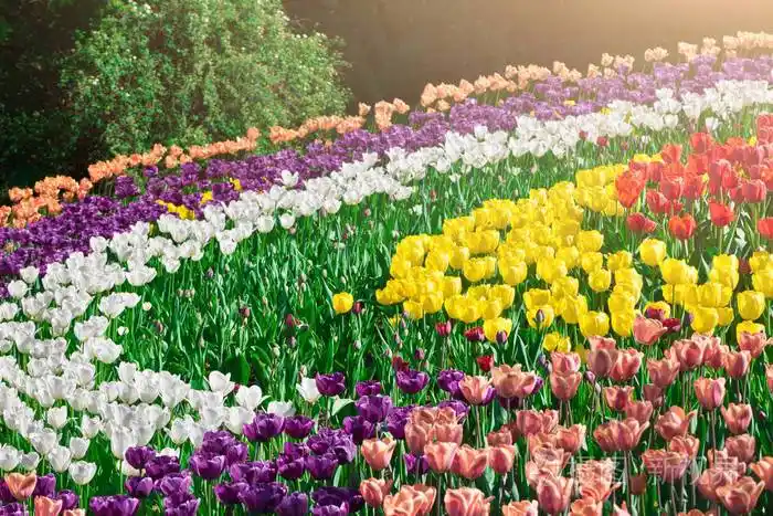 郁金香盛开的花场绿草茵茵的美丽春天花园在背光温暖的日光光春天的