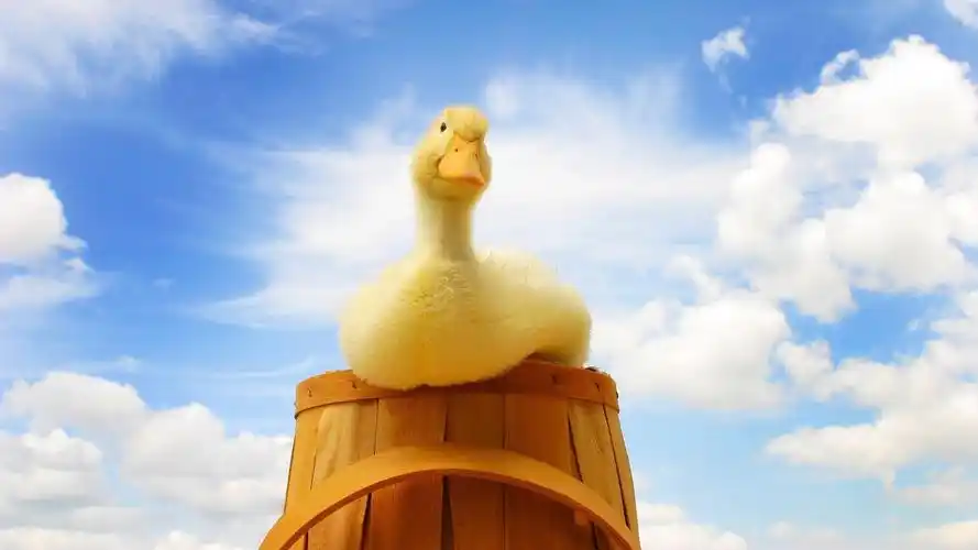 桌面壁纸 动物壁纸 > 正文  本文 呆萌小鸭动物可爱主题由小英编辑