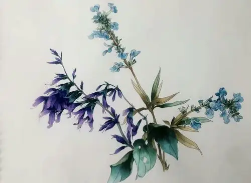 澳洲著名的蓝花楹.雍容华贵,姹紫嫣红.