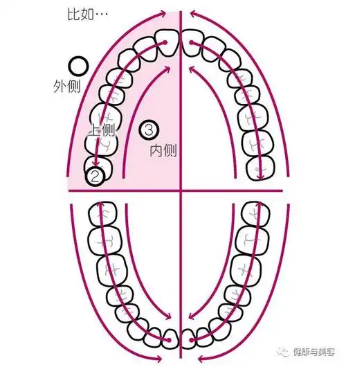 把口腔分为4部分