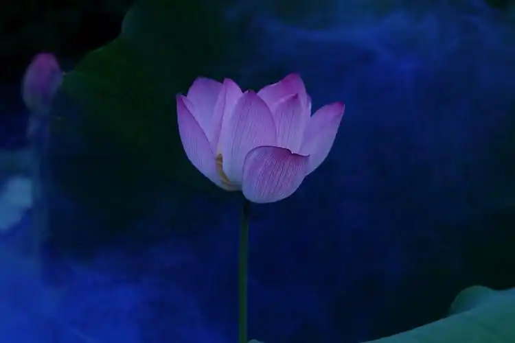 《荷是佛的莲花座……共七张》