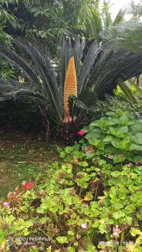 稀世罕见的铁树开花照片