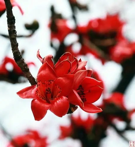 广州木棉花