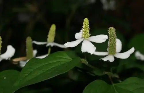 鱼腥草高清图片