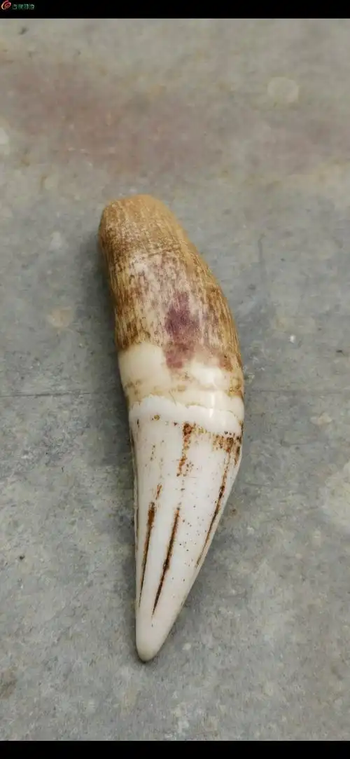 03超级漂亮辟邪至尊清代虎牙而且是上牙