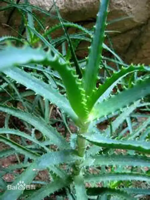 龙藻苣是芦荟吗?