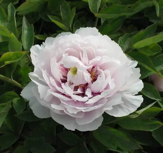 别再被照骗了真正的洛阳蓝牡丹其实长这样