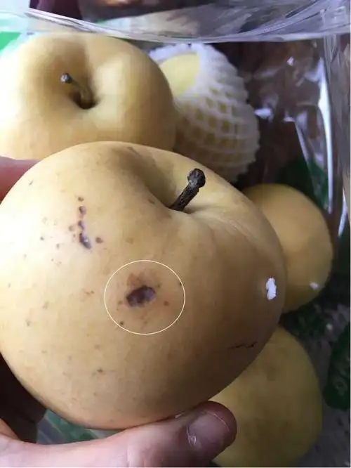 烟台黄元帅面苹果新鲜黄香蕉刮泥苹果次果瑕疵果黄金帅5斤包邮