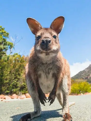小袋鼠,袋鼠,特写的画像,对着镜头摆姿势
