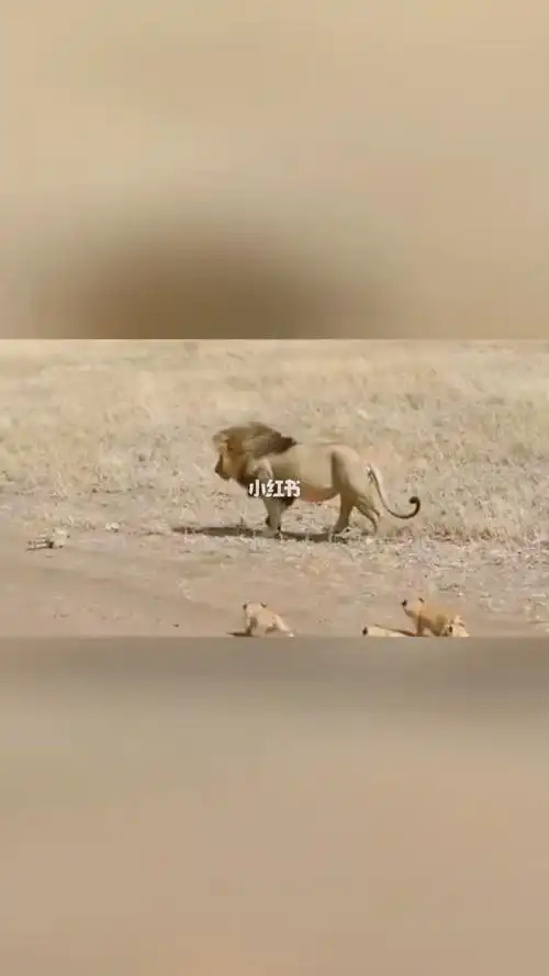 小狮子王出来炸街啦