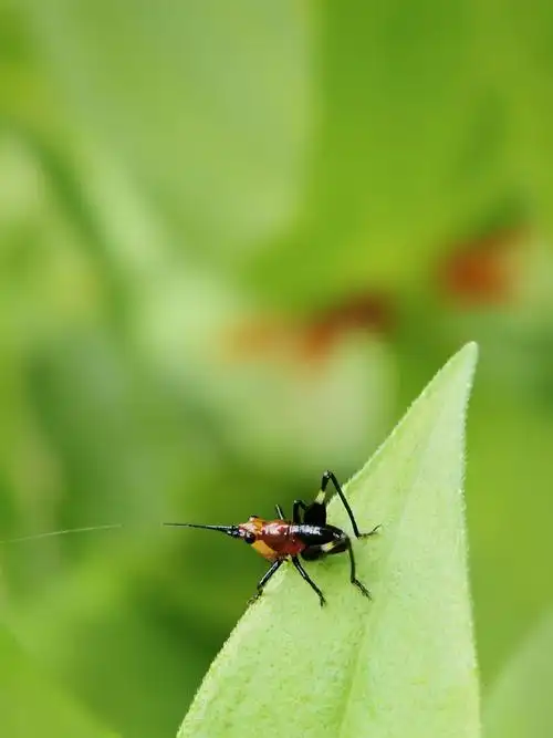 悦鸣草螽宝宝