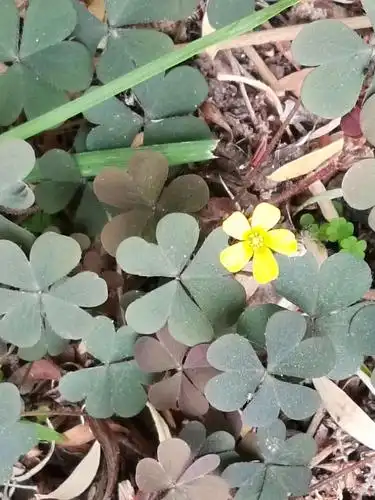 酢浆草(黄瓜草)