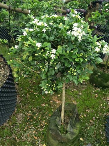 包邮九里香盆栽七里香花香浓郁驱蚊绿植室内外庭院植物时令草本花卉