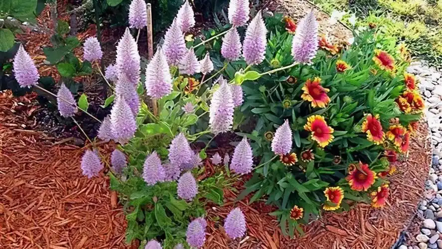 教你来栽培,毛茸茸的植物澳洲狐尾草,花盆里的"狐狸尾巴"