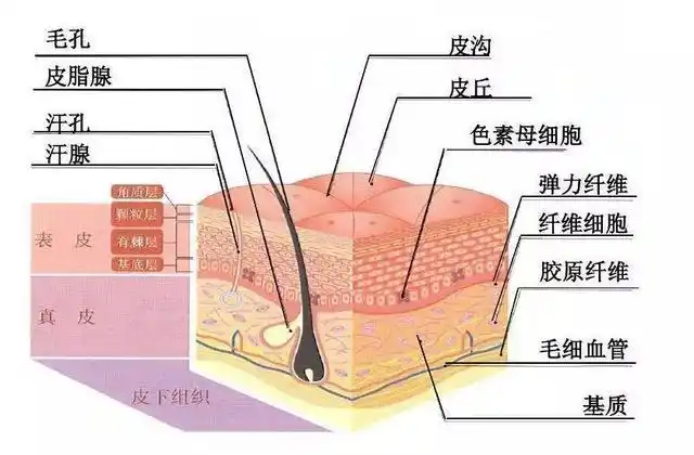 皮肤结构示意图