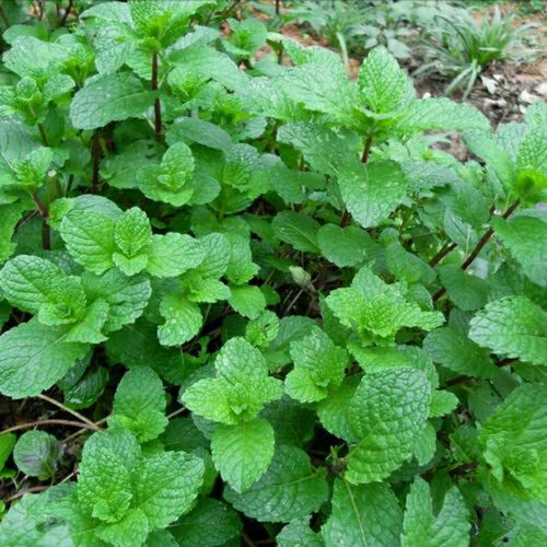 农村可食用薄荷苗广西野生薄荷土薄荷苗家乡留兰香薄荷绿植草盆栽