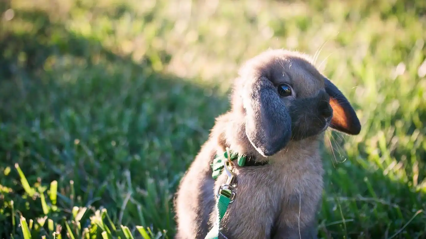 首页 桌面壁纸 动物壁纸 治愈系可爱小兔子唯美高清桌面壁纸1920_1080
