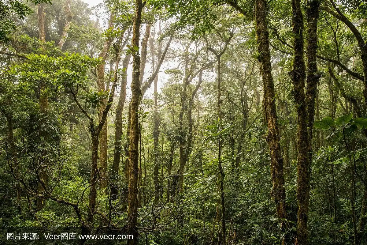 哥斯达黎加雨林中的树木和植物