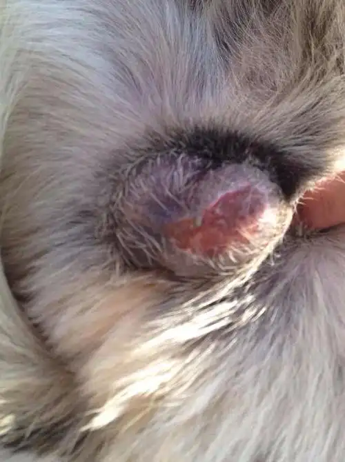 我家柴狗睾丸上面好像糜烂一样这是什么病它没有影响很活泼