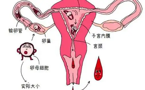 来说都很重要,但不是因为她们"变成了女人"|子宫|经血|怀孕_网易订阅