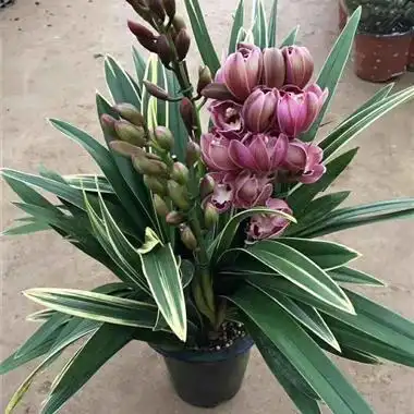 墨兰中国龙金边艺