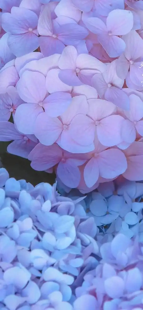 一团和气的绣球花手机壁纸,就像一幅精心绘制的画卷,将自然的韵味与