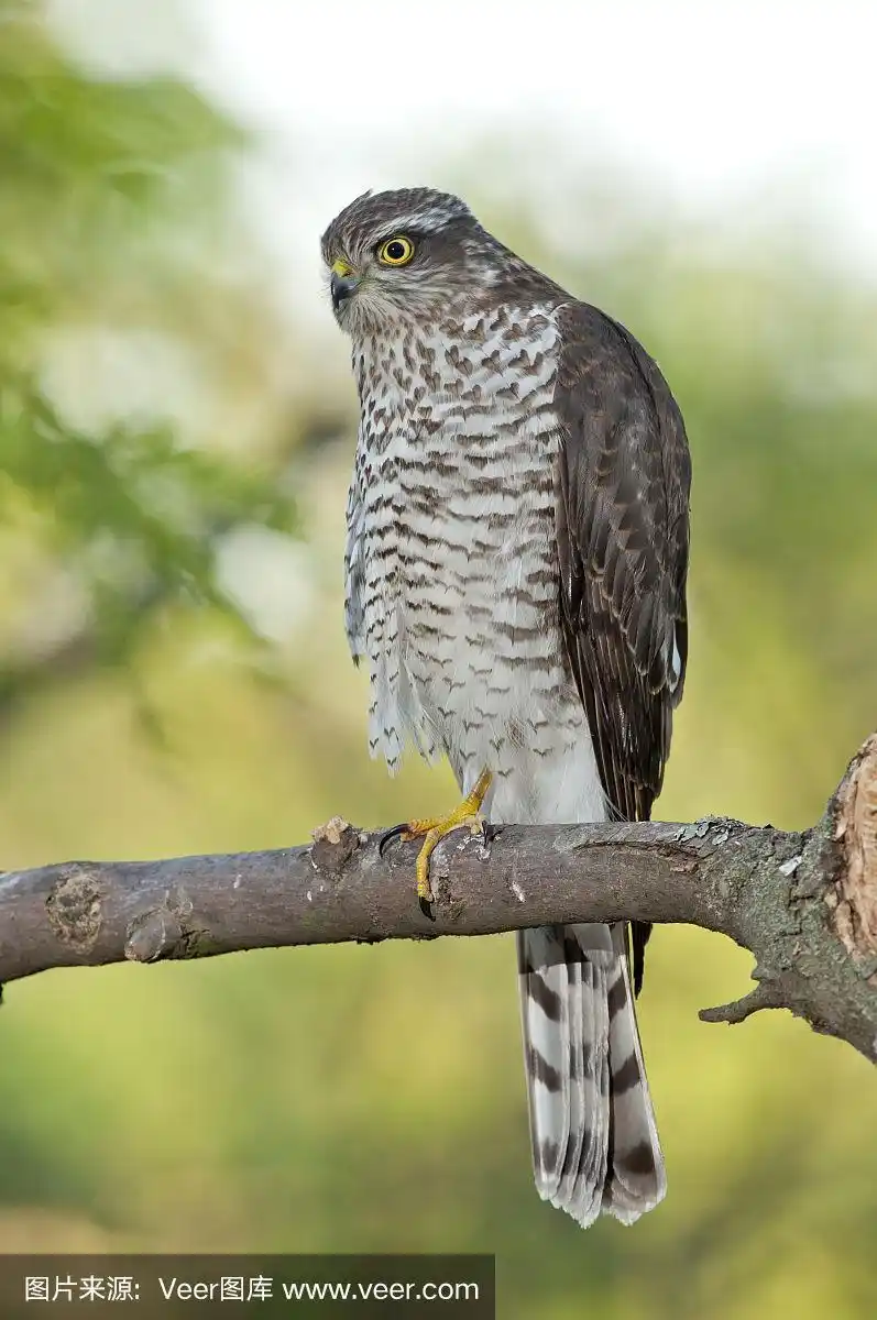 欧亚雀鹰(鹰隼)