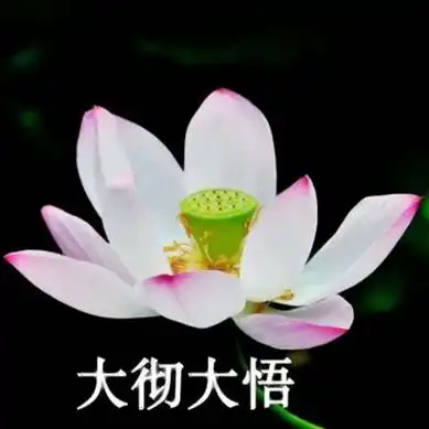 莲花头像带字图片大全高清好看的带字莲花头像图片头像