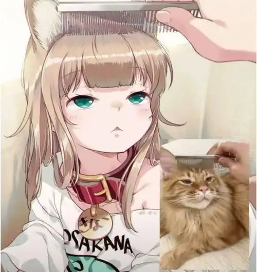 这猫真好看,我不相信有人会不喜欢|猫娘|传送门_网易订阅