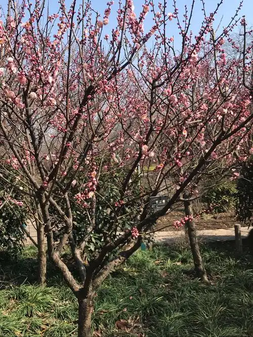 红颜淡妆的宫粉梅