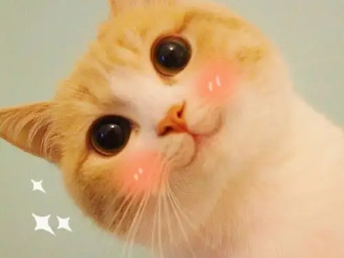 撒娇萌猫咪好看图片_又萌又有趣喵星人_可爱图片_精品库