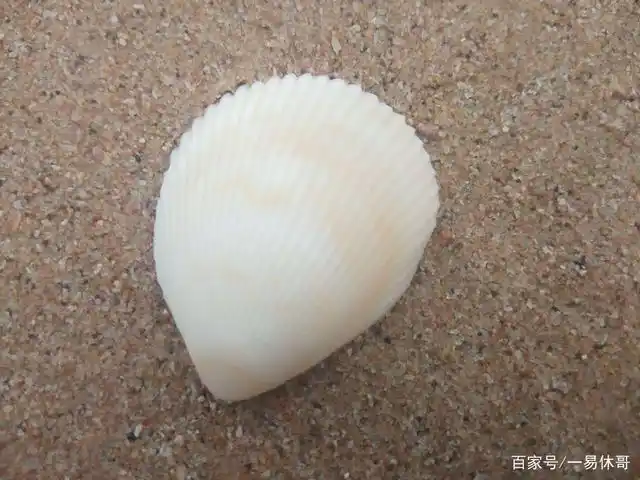 海边风景和美丽的贝壳