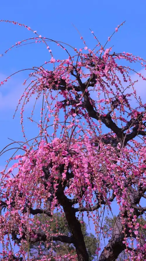幽香淡淡浸远芳@垂枝梅