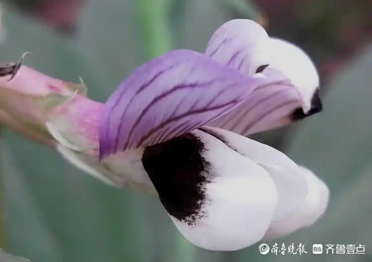 花开齐鲁可可爱爱临沂蚕豆花次第绽妍宛如黑蝴蝶栖息花丛中