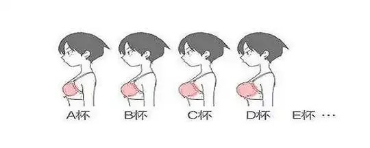 b罩杯胸围有多大