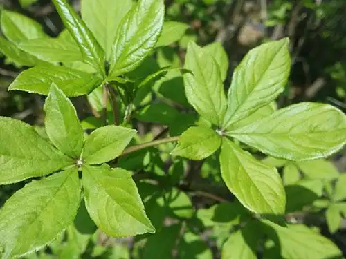 刺五加的作用与功效