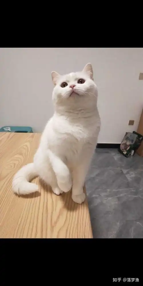 纯白英短跟普通白猫的区别到底在哪里