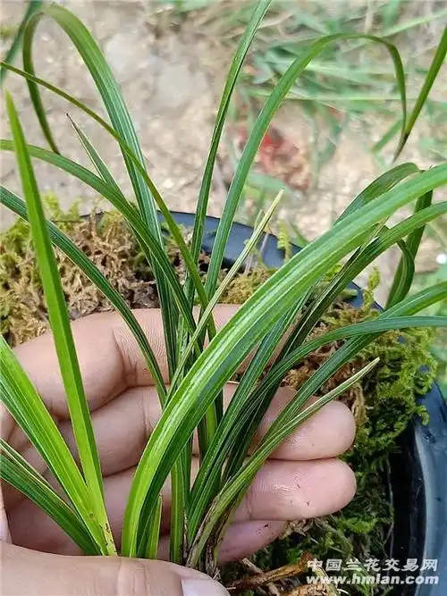 蕙兰下山漂亮边草