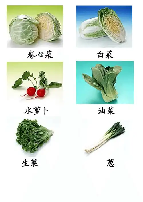 蔬菜类图片及名称