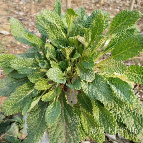 新鲜蛤蟆草 荔枝草 鲜癞蛤蟆草 雪见草 青蛙草 现挖现发 包邮