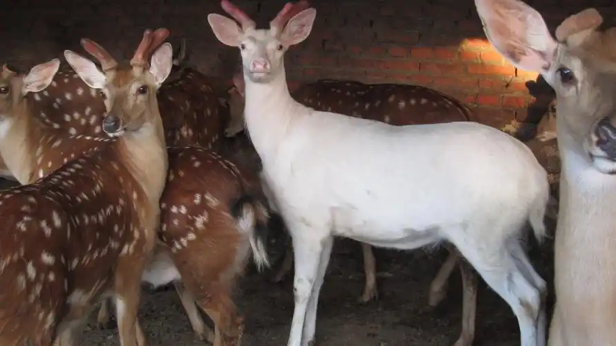繁育白化梅花鹿