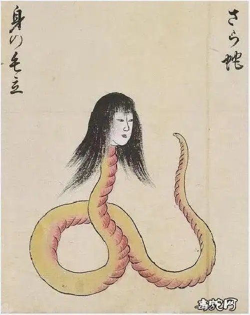 人头蛇尾美女变蛇图片大全