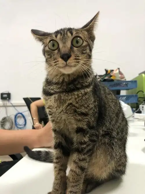 微笑脸的小公猫