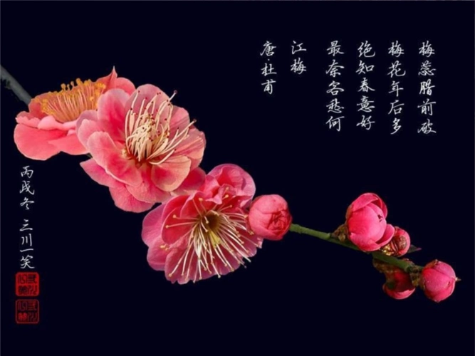 梅花模板剖析.ppt 23页