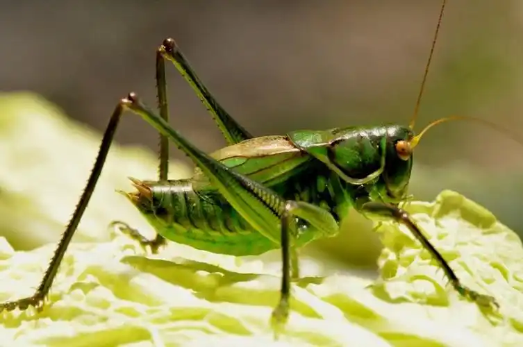 0715翻译:绿色蝈蝈(法布尔)